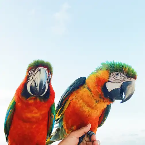 colorful macaws caribbean beach dominican republic