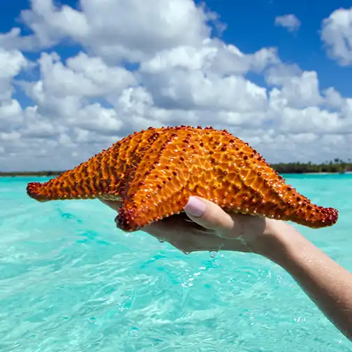 starfish turquoise sea dominican republic caribbean